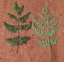 Moringa oleifera - Top and lower side of leaf - Click to enlarge!