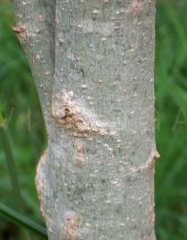 Moringa oleifera - Bark - Click to enlarge!