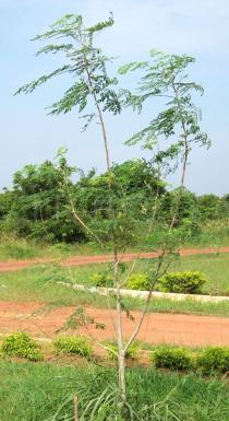 Moringa oleifera - Habit of young solitary tree - Click to enlarge!