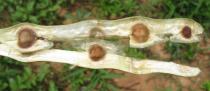 Moringa oleifera - Dark brown seeds with 3 papery wings - Click to enlarge!