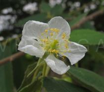 Muntingia calabura - Flower - Click to enlarge!