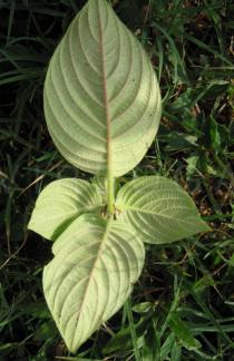 Mussaenda erythrophylla - Lower surface of leaves - Click to enlarge!