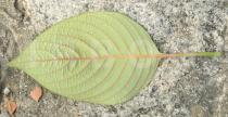 Mussaenda erythrophylla - Lower surface of leaf - Click to enlarge!