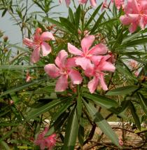 Nerium oleander - Flowers - Click to enlarge!