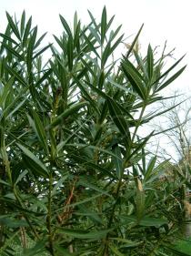 Nerium oleander - Leaves - Click to enlarge!