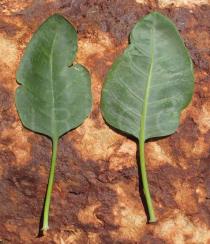 Nicotiana glauca - Upper and lower surface of leaves - Click to enlarge!