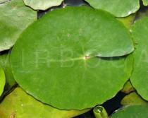 Nymphoides peltata - Upper surface of leaf - Click to enlarge!