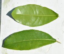 Ochna integerrima - Upper and lower surface of leaf - Click to enlarge!