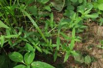 Oldenlandia corymbosa - Habit - Click to enlarge!