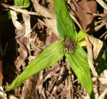 Oldenlandia paridifolia - Infructescence - Click to enlarge!