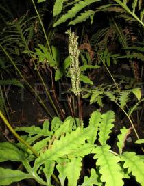 Onoclea sensibilis - Fertile frond - Click to enlarge!