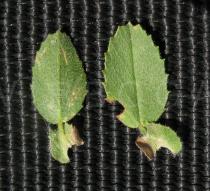 Ononis spinosa - Upper and lower surface of leaf (note that fully developed leaves are trifoliate) - Click to enlarge!