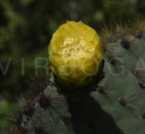 Opuntia galapageia - Flower - Click to enlarge!