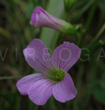 Oxalis debilis - Flower - Click to enlarge!
