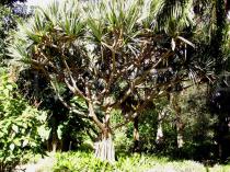 Pandanus
			utilis - Click to enlarge!