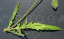 Papaver rhoeas - Upper side of leaf - Click to enlarge!
