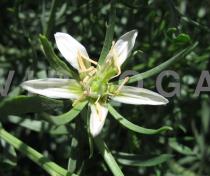 Peganum harmala - Flower - Click to enlarge!