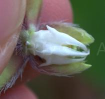 Pergularia daemia - Flower opened - Click to enlarge!
