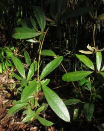 Periandra mediterranea - Foliage - Click to enlarge!