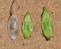 Pericopsis angolensis - Pods - Click to enlarge!