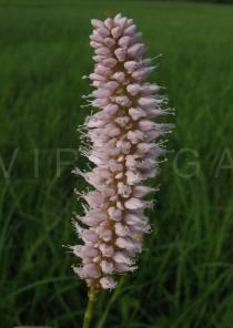 Persicaria bistorta - Inflorescence - Click to enlarge!