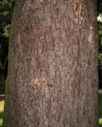 Picea abies - Bark - Click to enlarge!