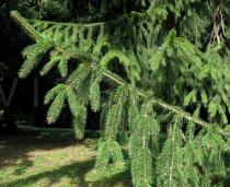 Picea abies - Branch - Click to enlarge!