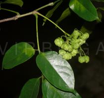 Picrasma chinensis - Flower buds - Click to enlarge!