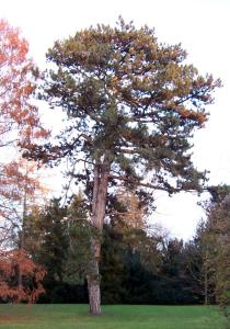 Pinus nigra - Habit - Click to enlarge!