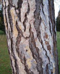 Pinus nigra - Bark - Click to enlarge!