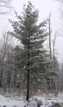 Pinus strobus - Habit - Click to enlarge!