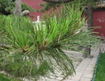 Pinus tabuliformis - Branch - Click to enlarge!