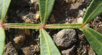 Pistacia lentiscus - Winged petiol - Click to enlarge!