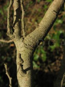Pistacia lentiscus - Bark - Click to enlarge!
