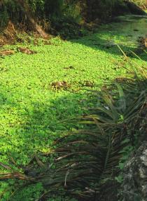 Pistia stratiotes - Covering drain in oil palm plantation - Click to enlarge!