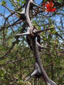 Pithecellobium diversifolium - Thorns on twig - Click to enlarge!