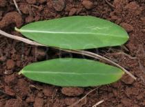 Polygala myrtifolia - Upper and lower surface of leaf - Click to enlarge!