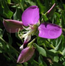 Polygala myrtifolia - Flower - Click to enlarge!