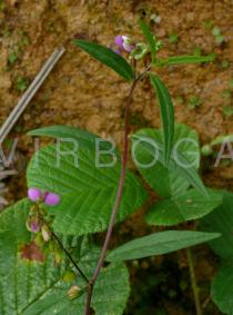 Polygala persicariifolia - Flowering twig - Click to enlarge!