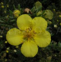 Potentilla fruticosa - Flower - Click to enlarge!