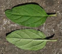 Prunella vulgaris - Upper and lower side of leaf - Click to enlarge!