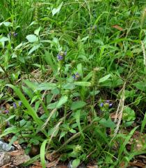 Prunella vulgaris - Habit - Click to enlarge!