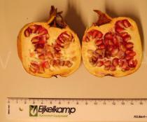 Punica granatum - Fruit with seeds and seed pulp - Click to enlarge!