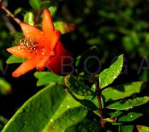 Punica granatum - Flower - Click to enlarge!