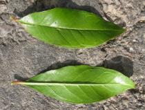 Punica granatum - Upper and lower surface of leaf - Click to enlarge!