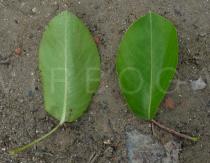 Pyrus communis - Upper and lower surface of leaf - Click to enlarge!