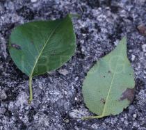 Pyrus
			cordata - Click to enlarge!