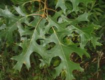 Quercus coccinea - Leaf - Click to enlarge!