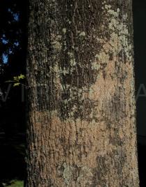 Quercus palustris - Bark - Click to enlarge!