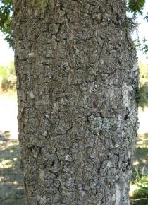 Quercus pyrenaica - Bark - Click to enlarge!